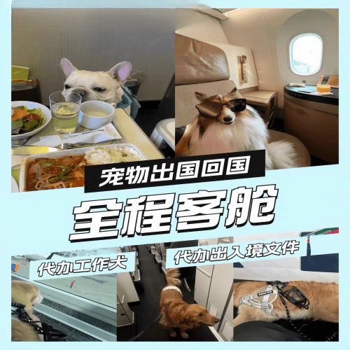 安阳市宠物托运到白俄罗斯宠物入境规定和要求